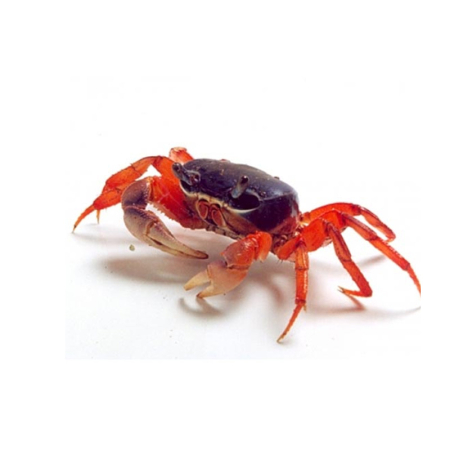 Krab tęczowy - Cardisoma armatum